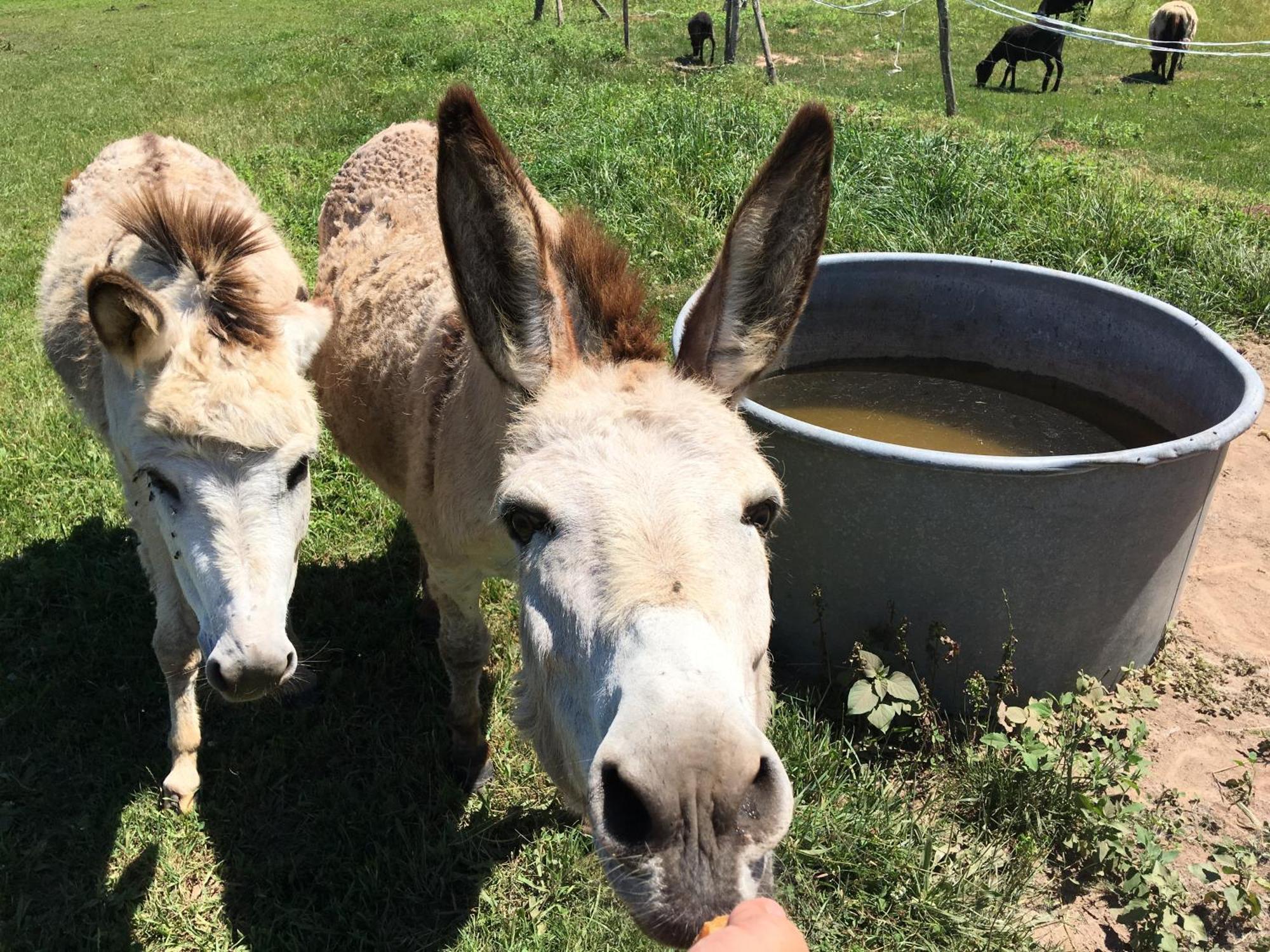 La Ferme De Perdigat Camping