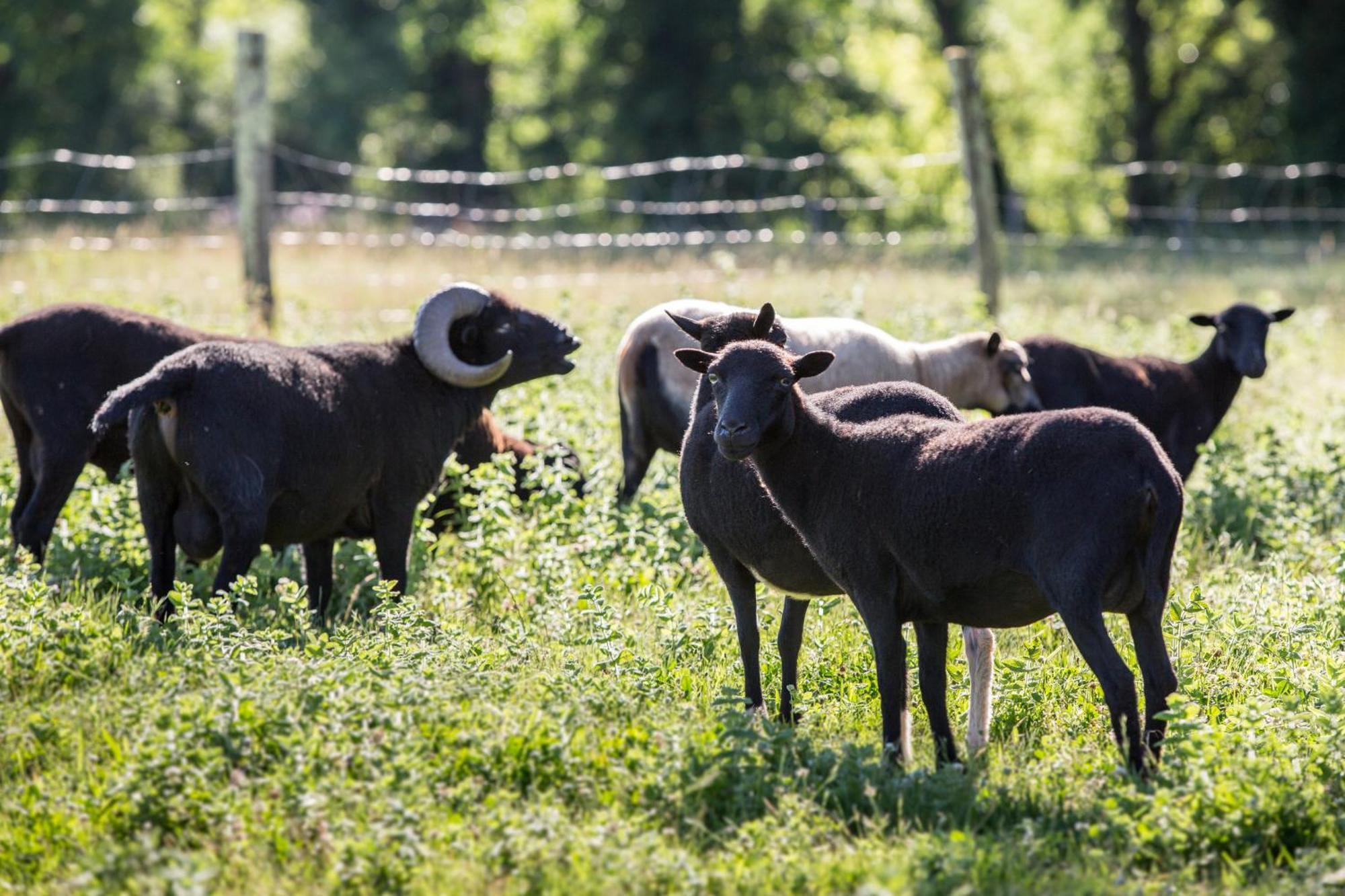 La Ferme De Perdigat Limeuil